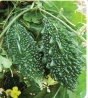 Bitter Gourd